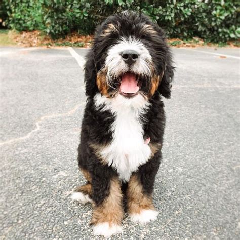  As for their looks, they usually come in a tricolor coat, but some Bernedoodle puppies end up being pure black, black and white, or a random mix