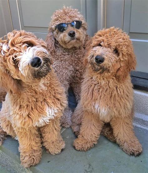  As goldendoodles gained popularity, breeders began taking requests for more variations