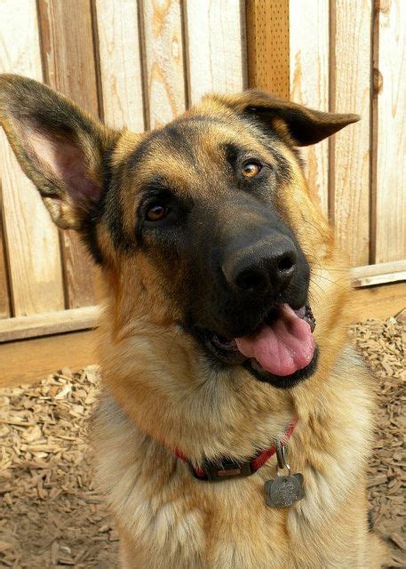  As in all German Shepherds, the ears are typically erect, though floppy ears in adult can be seen occasionally