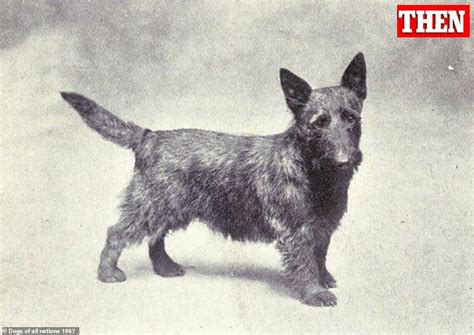  As it changed, terrier stock had been brought in to develop traits such as the breed