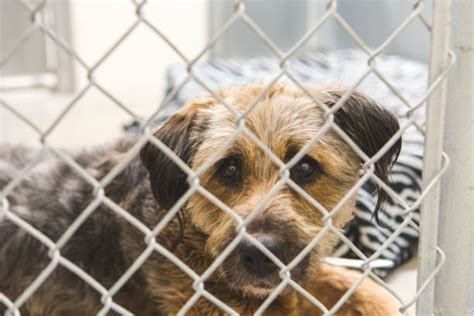  As it is well known 43 , 58 , sheltered dogs in general and the dogs in this study in particular, suffer from inter- and intra-specific social deprivation, total lack of interactions at night, and lack of exercise because they are in cages