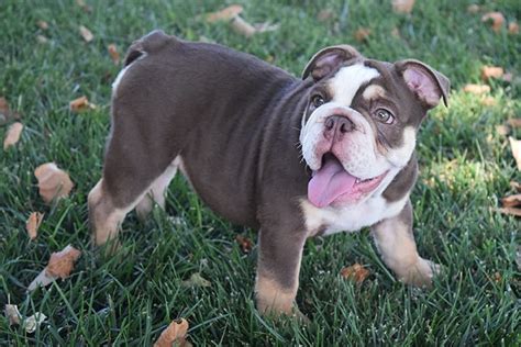  As long as both parents have the gene, there is a possibility they will produce Chocolate English Bulldog pups