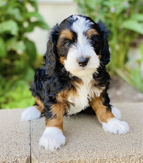  As long as they are well-socialized and trained, Mini Bernedoodles tend to get along well with children, other dogs, other pets, and even strangers