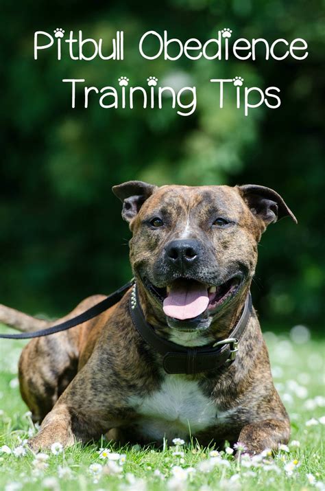  As long as they receive firm obedience training and socialization at an early age, Pitbull Bulldog crosses will prove themselves to be friendly dogs who love to have fun, whether with their family or with other dogs