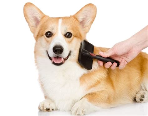  As low-to-no-shedding dogs, they need regular brushing and combing to prevent tangles and mats