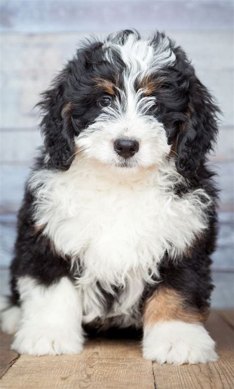  As loyal as they can be, the Bernedoodle is quite gentle and goofy when it comes to their personalities