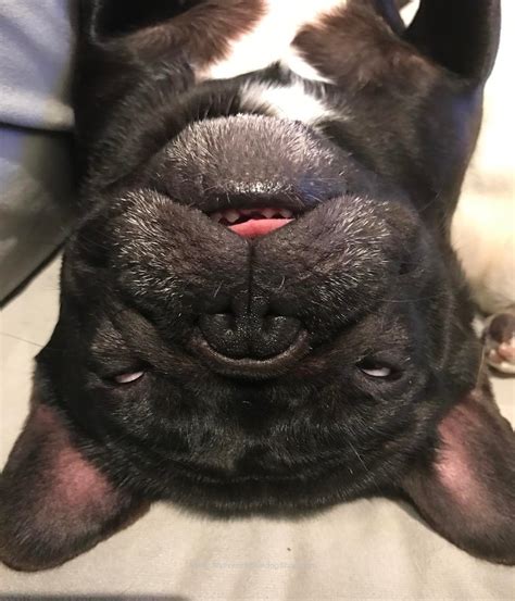  As many French Bulldog owners will also tell you, Frenchies are some of the quickest eaters out there - which can result in issues like bloating, painful stomach cramps, burping and gas