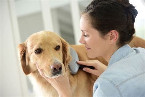  As mentioned above, we always recommend consulting with your trusted vet or other pet health expert when starting a new health remedy for your pet