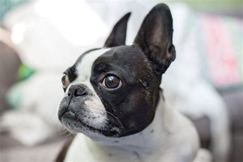  As mentioned above a full-grown Frenchton reaches between 11 — 14 inches 28 — 35 cm and 15 — 25 pounds 7 — 11 kg