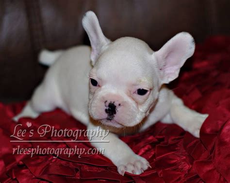  As of we provide financing options, text us for details! We had our first litter in and French Bulldogs Joined our family in the rest his history we love both breeds