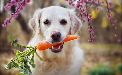  As omnivorous animals, dogs need a diet of animal and plant proteins