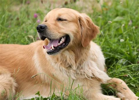  As one of their parents the Golden Retriever is an occasional shedding dog and the other the Poodle is a non-shedding dog, their hypoallergenic qualities very much depend on who they take after more