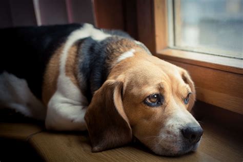  As pet owners ourselves, as well as through the experiences of our customers, we have seen pets suffer from separation anxiety, fear of loud noises, stress and sickness during travel, and more