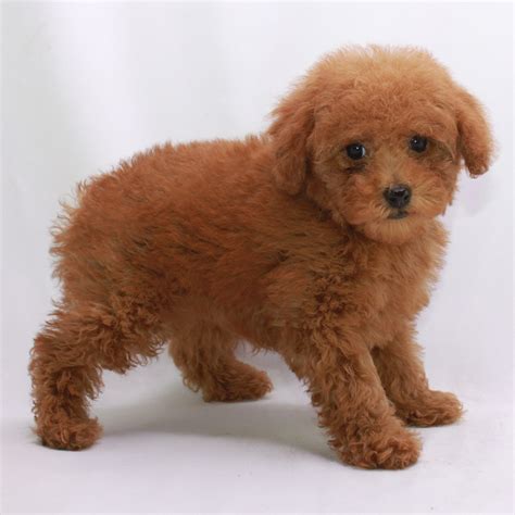  As professional breeders we breed red, apricot, black, creme, white, brown, parti, phantom, sable, solid colored and brindle standard poodles