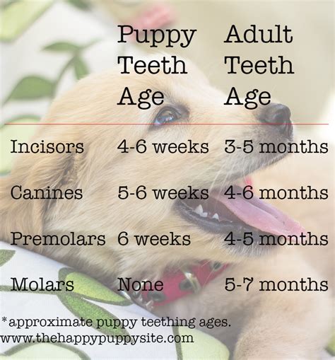  As puppies, you will need to fish things out of their mouth, and into adulthood check their teeth and administer medicines