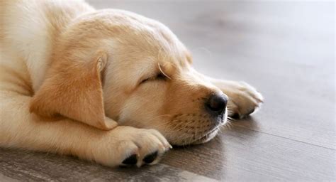  As puppies get older, they alternate between sleeping and bursts of energy