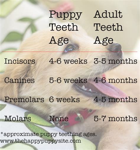  As soon as your pup becomes a full-grown canine, the food they had when they were little will not be of any particular use