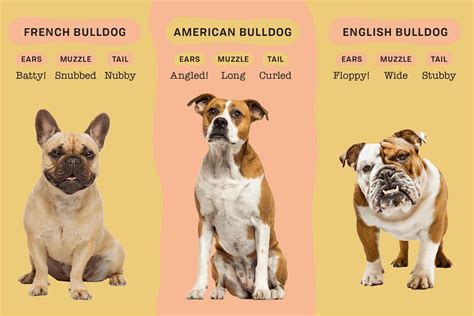  As stated earlier, there are 3 types of bulldogs, including the English bulldog , French bulldog , and the American bulldog