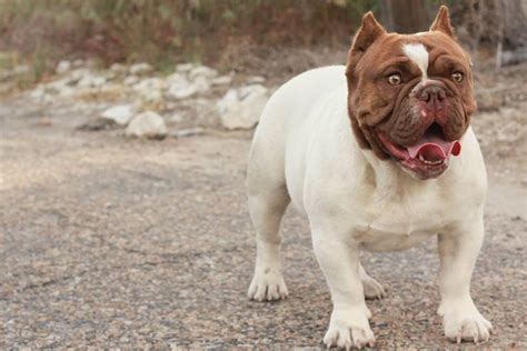  As such, the Shorty Bull may not be the ideal dog for those who struggle with allergies