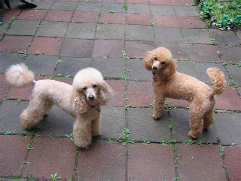  As such, the Toy Poodle is an excellent companion animal for people who love a little company