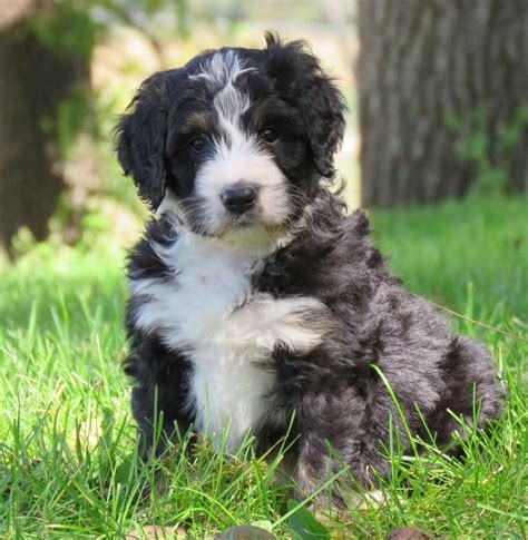  As the best Bernedoodle breeder in the Midwest, CID has the experience, expertise, and love needed to breed beautiful and healthy Bernedoodle pups