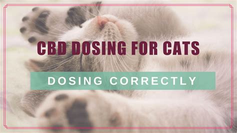  As the cannabis market expands, more resources will be dedicated to research in optimal dosing for cats