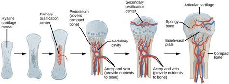  As the cartilage in the joints begins to break down, the underlying bone structure starts to change