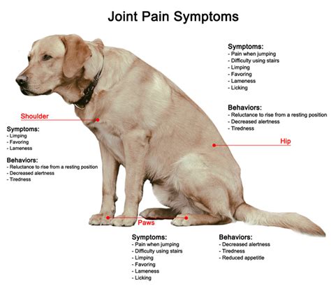  As the dog ages, arthritis can develop