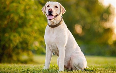  As the name suggests, affected Labradors who have been vigorously exercising suddenly begin swaying, collapse, and require a rest before they can move again