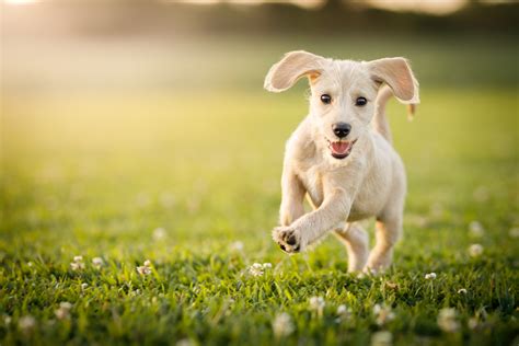  As the pups start getting more confident on their feet they will be running around and playing enthusiastically