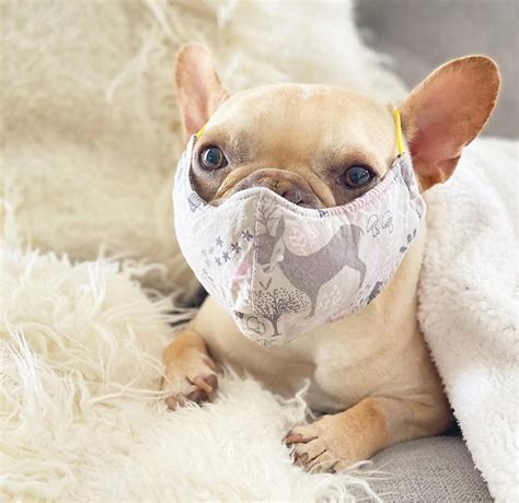  As the weather heats up, keeping your Frenchie safe and comfortable requires special attention