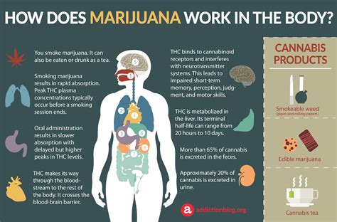  As we can see there are many different ways that the body can process cannabis and THC but it is difficult to make accurate predictions as to how long THC will stay in the body as everyone is totally different