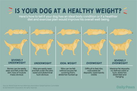  As weight gain or loss can be gradual, it may escape the eye of dog owners as to whether your dog is underweight or overweight