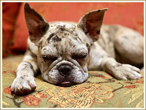  As well as being expensive to buy, French bulldogs can be pretty costly to care for, again mostly because of their health problems