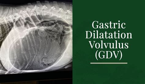  As well as weight gain, Mastadors can develop gastric dilation volvulus, commonly called bloat