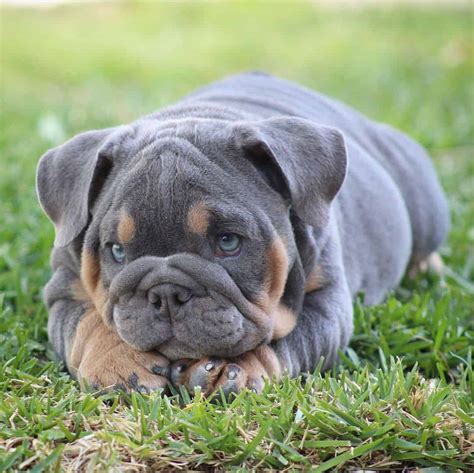  As with all breeds, socialization from a young age is key to ensuring the blue English Bulldog grows up to be a well-rounded adult dog