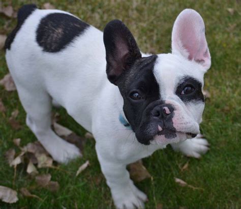  As with all dogs, you should check your Jack Russell French Bulldog Mix over frequently for ticks and other parasites and brush their teeth about once a week