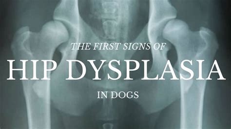 As with all large breeds, hip dysplasia sometimes occurs