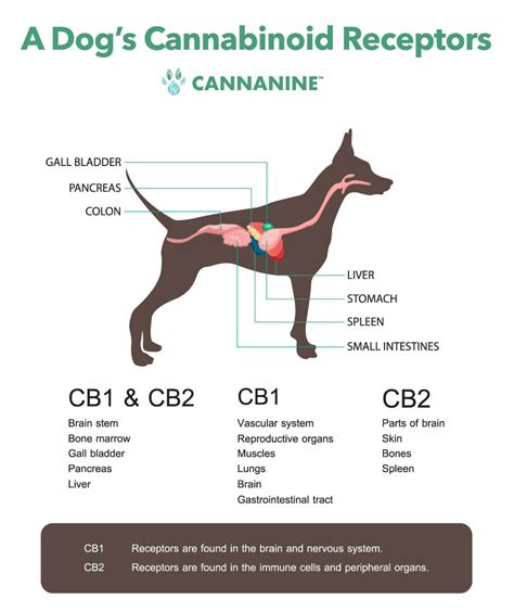  As with all other mammals, mice have a similar ECS system to dogs and are good examples of the potential of CBD in other animals