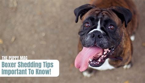  As with any dog, you should expect your Boxer to shed throughout the year, more so in spring and autumn