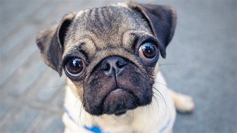  As with any dog breed, the Pug has some health conditions to be aware of