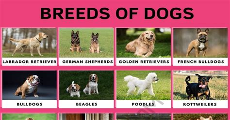  As with any dog breed, there are some potential health concerns to be aware of