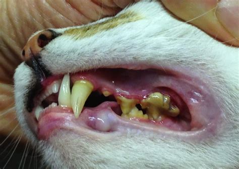  As with humans, cats can get tartar buildup, suffer from abscessed teeth, and even develop gum disease