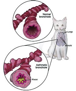  As with humans, feline asthma symptoms and full-on asthma attacks can range from being minor to potentially fatal