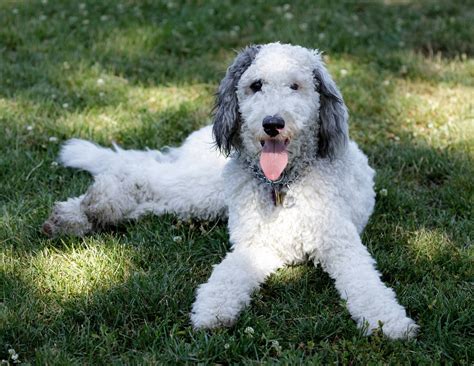  As with most designer breeders, the cost of a Bernedoodle can depend on quite a few different factors