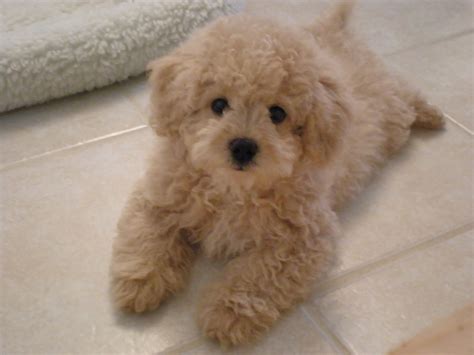  As with the physical characteristics, the temperament of a Lhasadoodle is not standardised