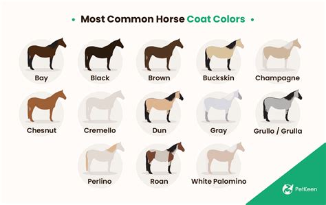  As you might expect, colors that are considered common for the breed have the lowest prices around USD, while colors which are more unique and harder to produce are more expensive as well