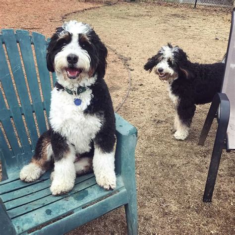  As you might guess, black and white Bernedoodles have a black solid dominant color and white markings on the face, neck, and chest