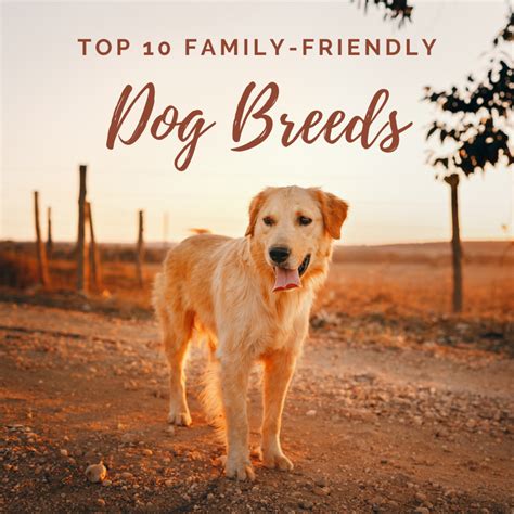  As you search for a family dog, no doubt most of …