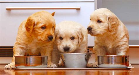  As your Goldie grows from a puppy to an adult dog, the amount of meals they need a day will reduce as their digestive systems become more developed